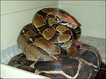 Ovulating Double Het for Striped Albino  boa