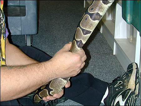 palpating follicles in a female ball python