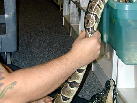 palpating follicles in a female ball python