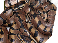 Banded ball pythons - RDR