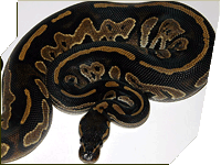 Black Head ball python