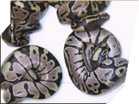 Two baby Burgundy ball pythons hatched by Vin Russo