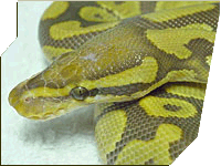 Caramel Albino ball python
