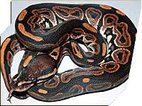 Cinnamon Pastel ball python