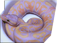 Coral Glow ball python