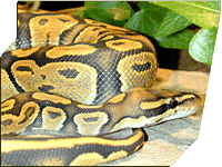 Ghost/Hypo ball python