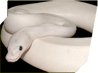 Black Eyed Leucistic