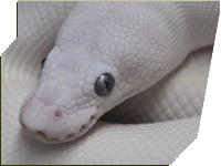 Blue Eyed Leucistic ball python by Vin Russo - "Super Russo"