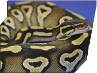 Mojave ball python