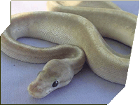 Pearl ball python