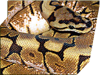 Spider ball python