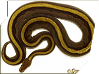 GeneticStriped ball python