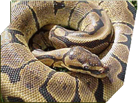 Woma  ball python