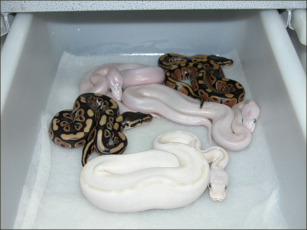 Ralph Davis Reptiles