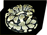 Arctic ball python