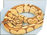 Burgundy Albino