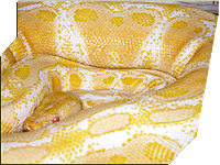 Granite Albino