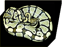 Lemon Lime Hypo - RDR