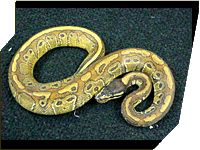 Viper Ball