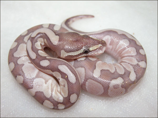 Ralph Davis Reptiles