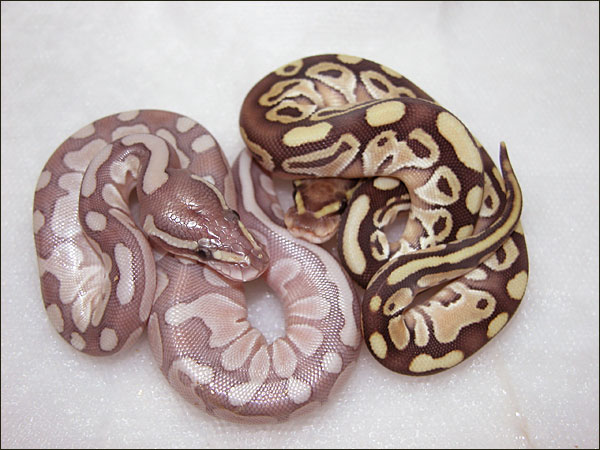 Ralph Davis Reptiles