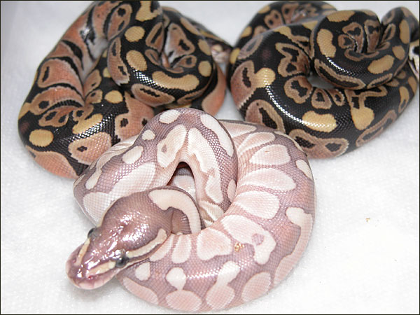 Ralph Davis Reptiles