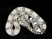 Anerythristic Boa Constrictor